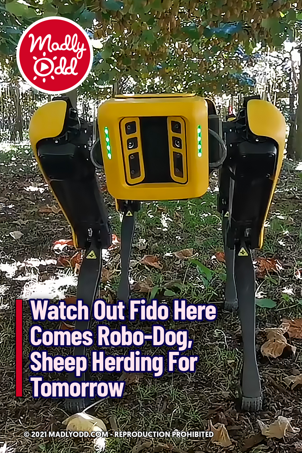 Watch Out Fido Here Comes Robo-Dog, Sheep Herding For Tomorrow