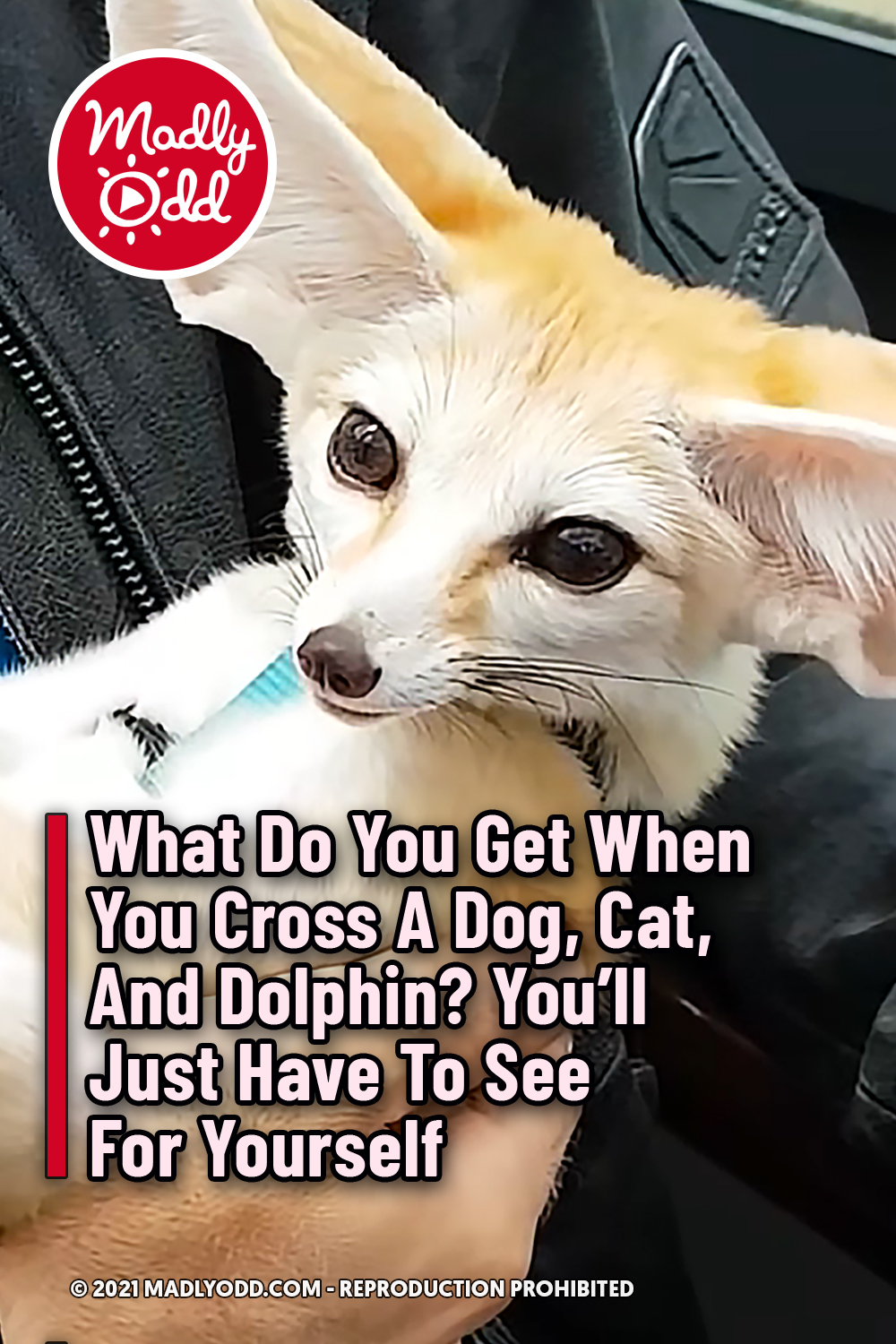 What Do You Get When You Cross A Dog, Cat, And Dolphin? You’ll Just Have To See For Yourself