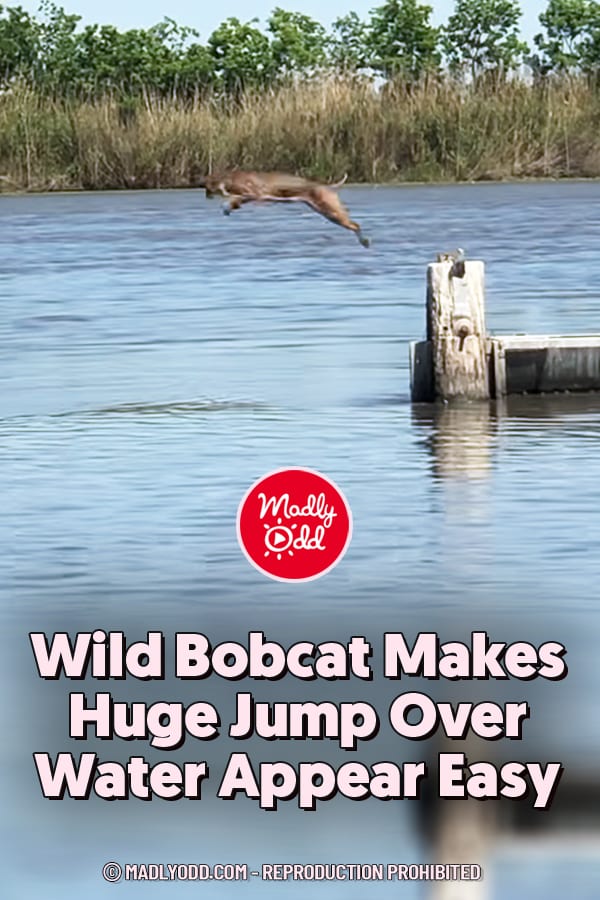 Wild Bobcat Makes Huge Jump Over Water Appear Easy