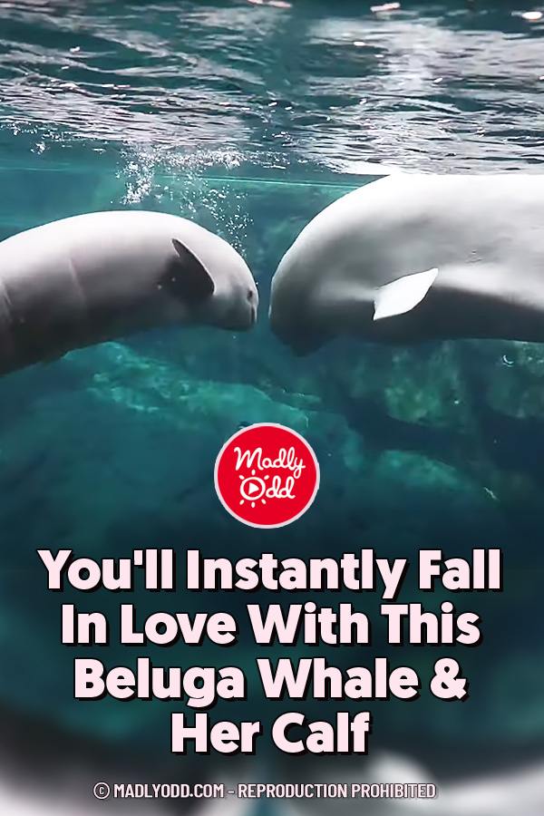 You\'ll Instantly Fall In Love With This Beluga Whale & Her Calf