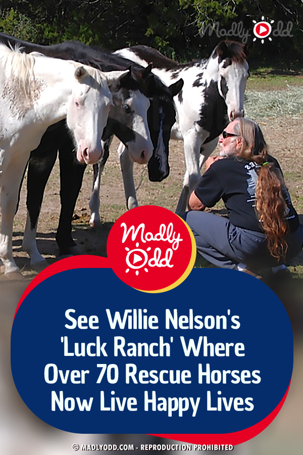See Willie Nelson\'s \'Luck Ranch\' Where Over 70 Rescue Horses Now Live Happy Lives