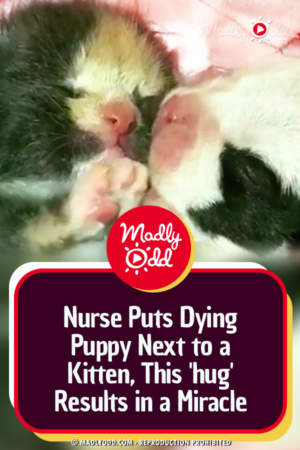 Nurse Puts Dying Puppy Next to a Kitten, This \'hug\' Results in a Miracle