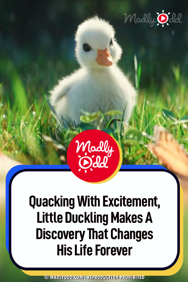 Quacking With Excitement, Little Duckling Makes A Discovery That Changes His Life Forever