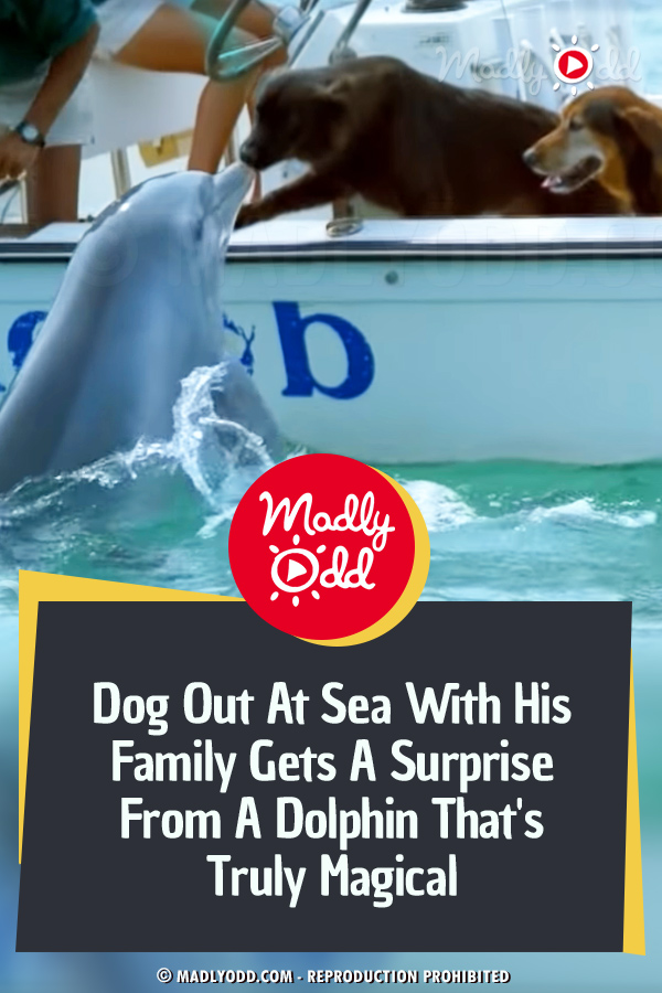 Dog Out At Sea With His Family Gets A Surprise From A Dolphin That\'s Truly Magical