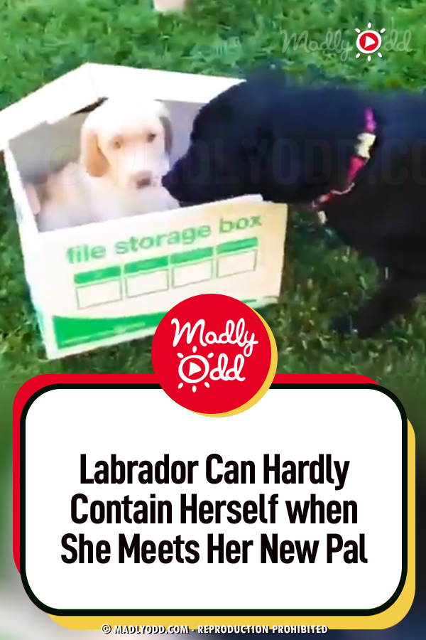 Labrador Can Hardly Contain Herself when She Meets Her New Pal