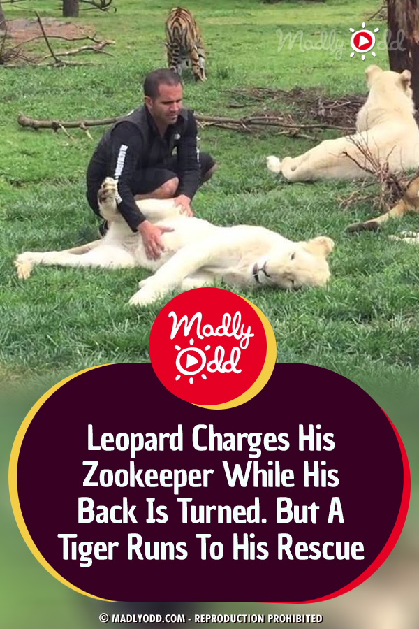 Leopard Charges His Zookeeper While His Back Is Turned. But A Tiger Runs To His Rescue