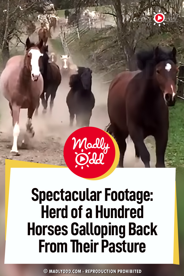Spectacular Footage:  Herd of a Hundred Horses Galloping Back From Their Pasture