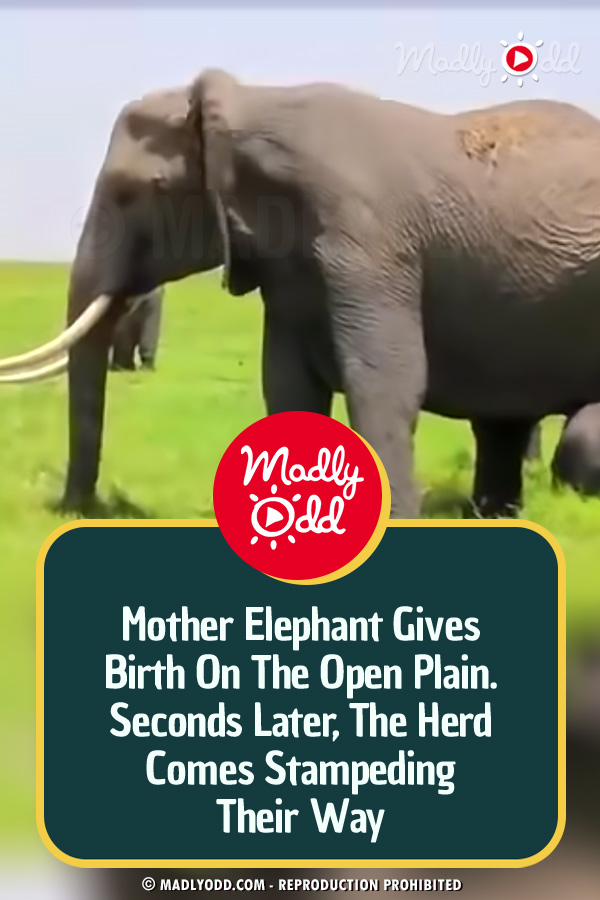 Mother Elephant Gives Birth On The Open Plain. Seconds Later, The Herd Comes Stampeding Their Way