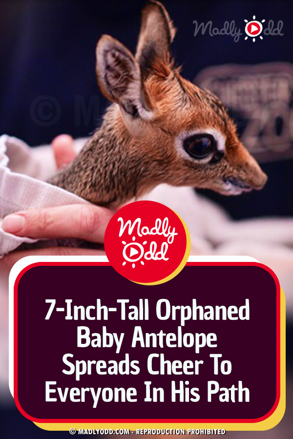 7-Inch-Tall Orphaned Baby Antelope Spreads Cheer To Everyone In His Path