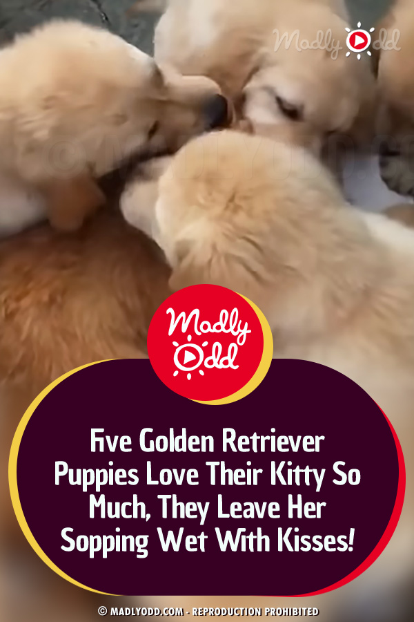 Five Golden Retriever Puppies Love Their Kitty So Much, They Leave Her Sopping Wet With Kisses!