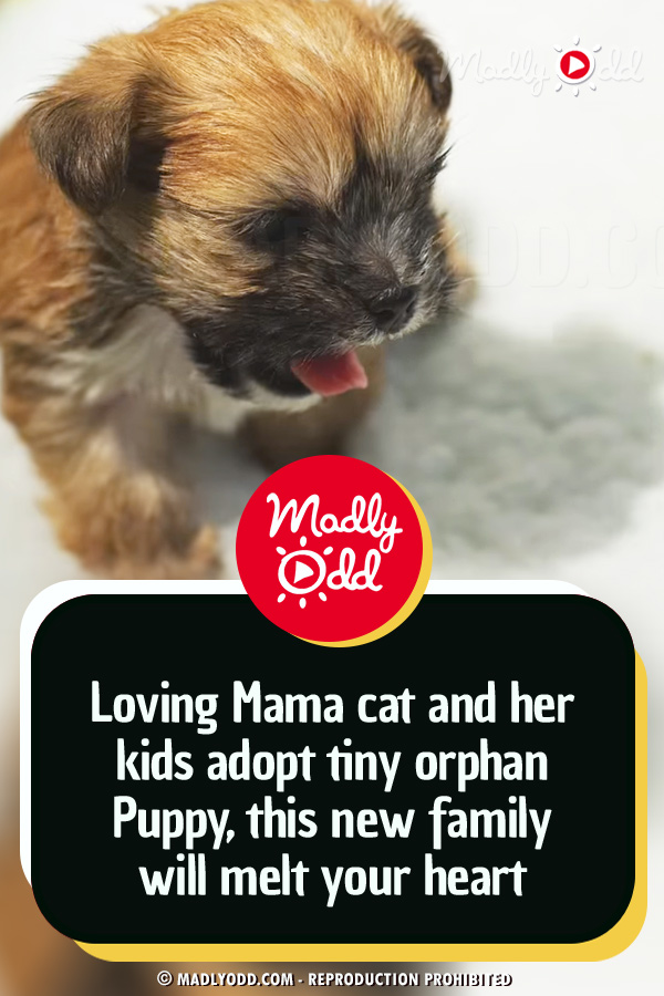 Loving Mama Cat and Her Kittens Adopt Tiny Orphan Puppy, This New Family Will Melt Your Heart