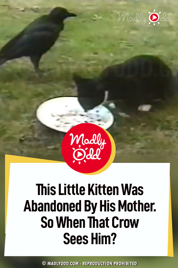 This Little Kitten Was Abandoned By His Mother. So When That Crow Sees Him?