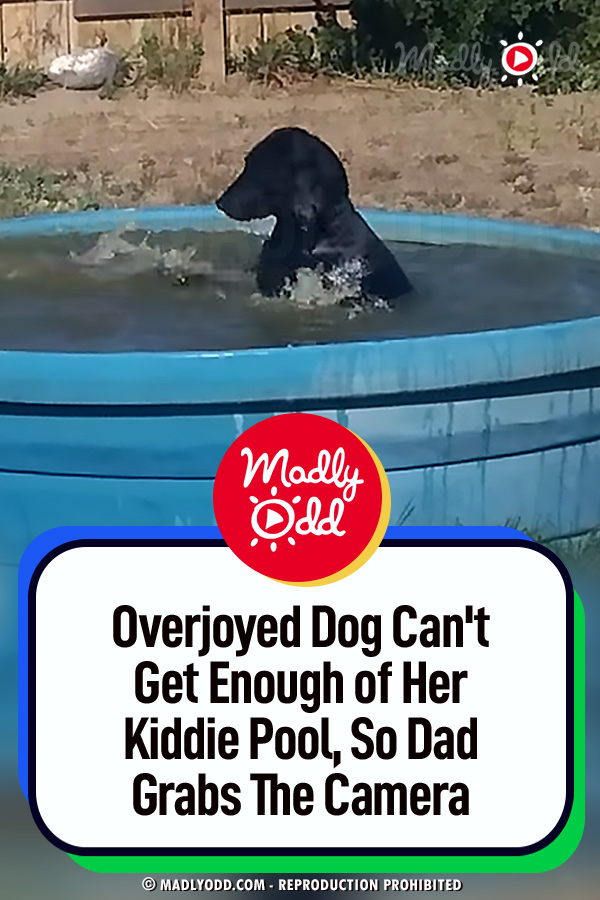 Overjoyed Dog Can\'t Get Enough of Her Kiddie Pool, So Dad Grabs The Camera