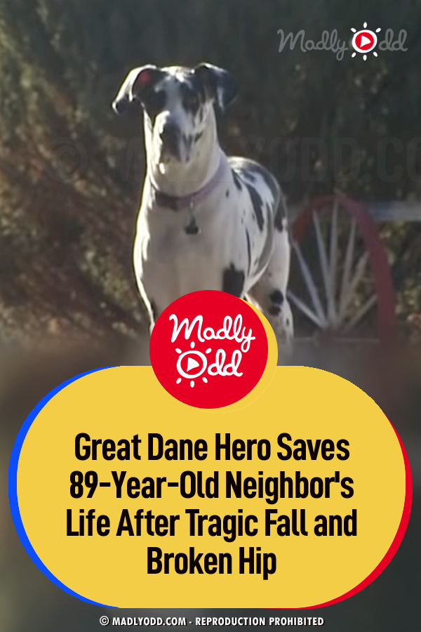 Great Dane Hero Saves 89-Year-Old Neighbor\'s Life After Tragic Fall and Broken Hip