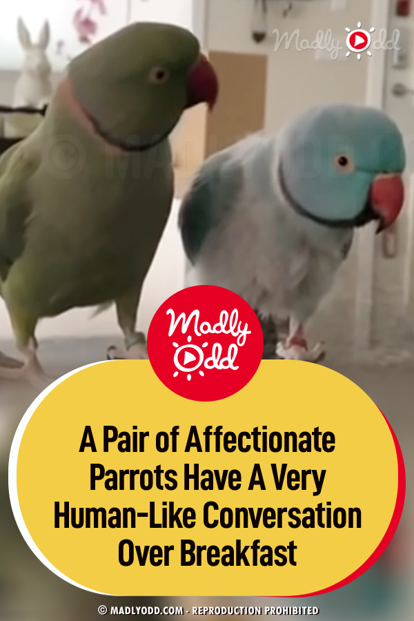 A Pair of Affectionate Parrots Have A Very Human-Like Conversation Over Breakfast