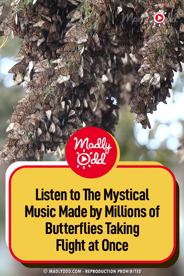 Listen to The Mystical Music Made by Millions of Butterflies Taking Flight at Once