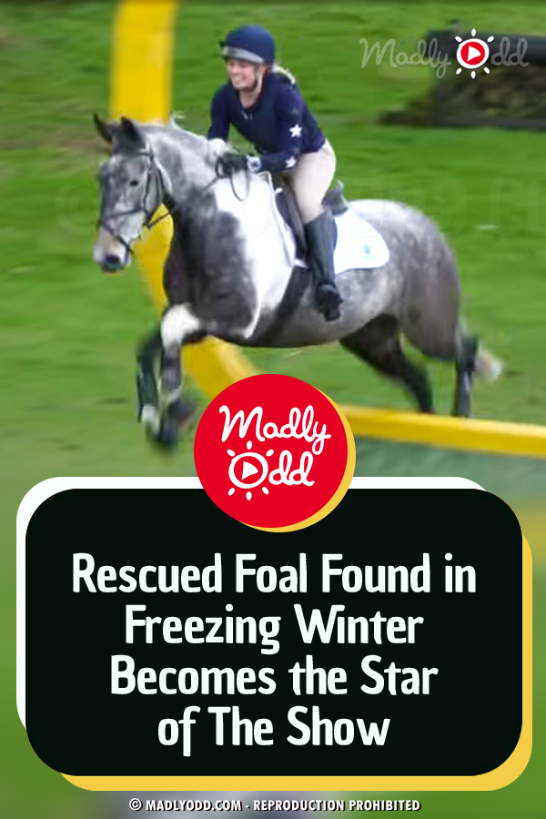 Rescued Foal Found in Freezing Winter Becomes the Star of The Show