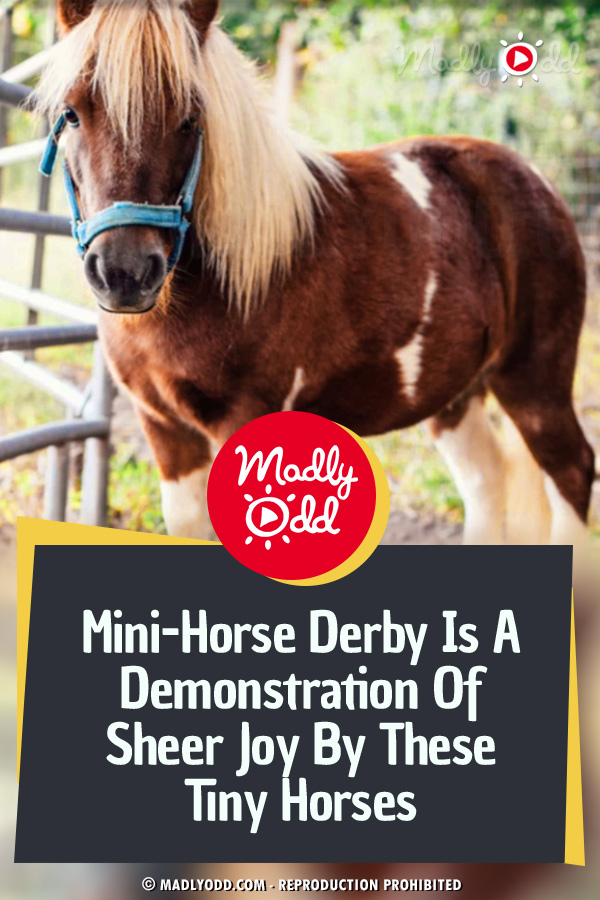 Mini-Horse Derby Is A Demonstration Of Sheer Joy By These Tiny Horses