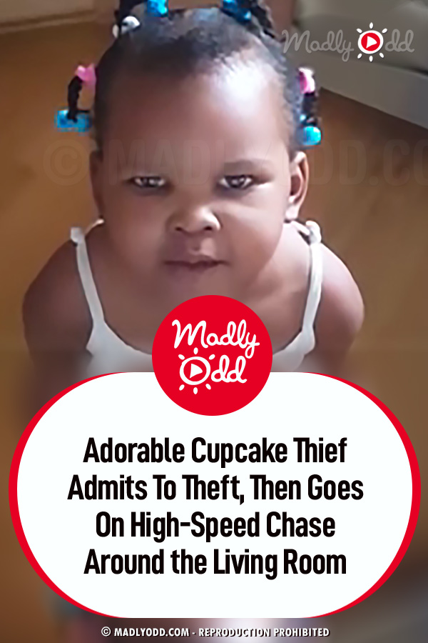 Adorable Cupcake Thief Admits To Theft, Then Goes On High-Speed Chase Around the Living Room