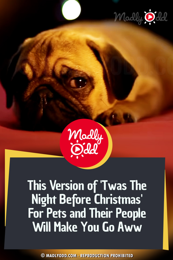 This Version of \'Twas The Night Before Christmas\' For Pets and Their People Will Make You Go Aww
