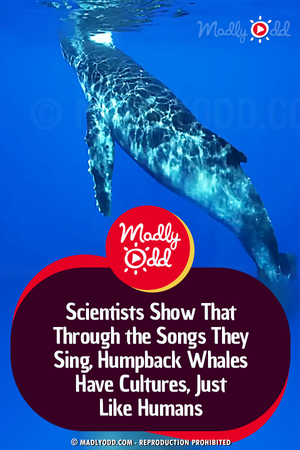 Scientists Show That Through the Songs They Sing, Humpback Whales Have Cultures, Just Like Humans
