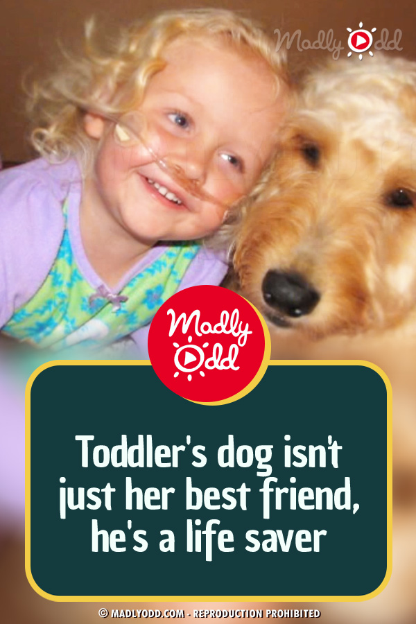 Toddler\'s Dog Isn\'t Just Her Best Friend, He\'s a Life Saver