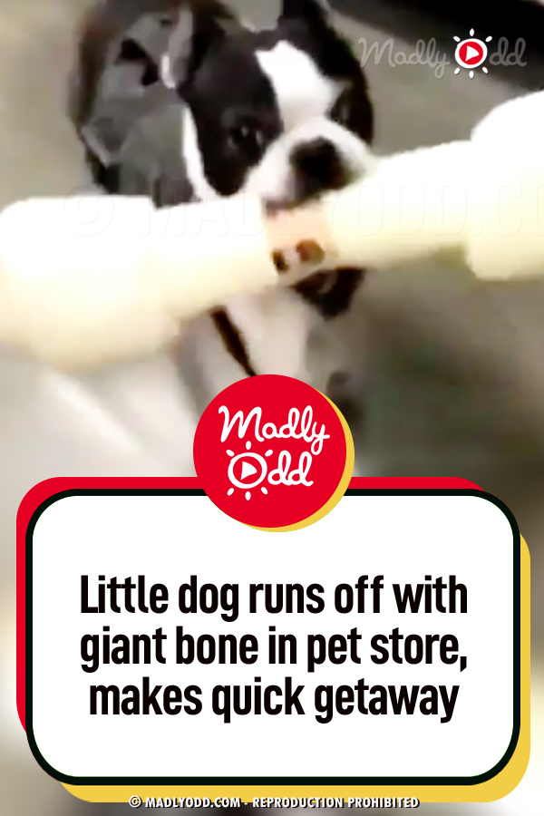 Little Dog Runs Off With Giant Bone in Pet Store, Makes Quick Getaway