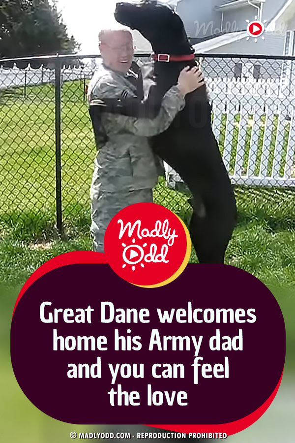 Great Dane Welcomes Home His Army Dad and You Can Feel the Love