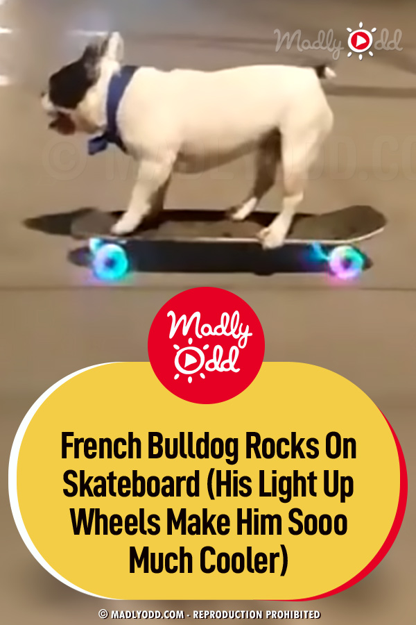 French Bulldog Rocks On Skateboard (His Light Up Wheels Make Him Sooo Much Cooler)