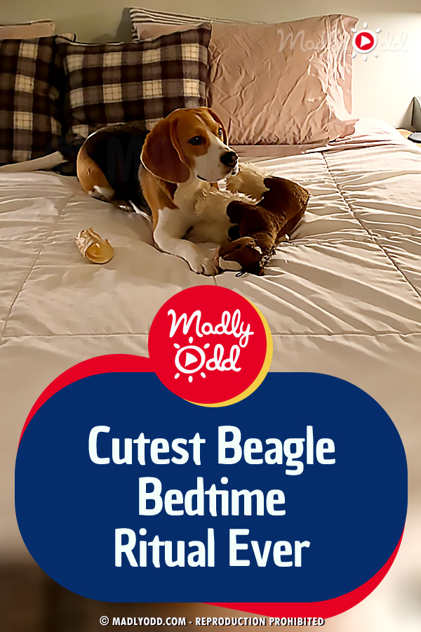 Cutest Beagle Bedtime Ritual Ever