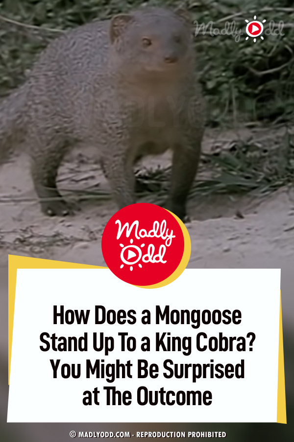 How Does a Mongoose Stand Up To a King Cobra? You Might Be Surprised at The Outcome
