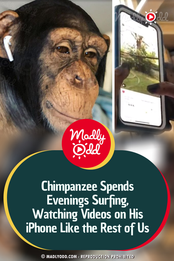 Chimpanzee Spends Evenings Surfing, Watching Videos on His iPhone Like the Rest of Us