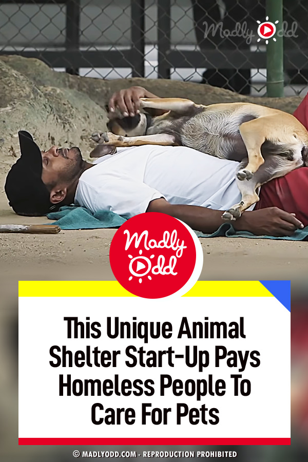 This Unique Animal Shelter Start-Up Pays Homeless People To Care For Pets