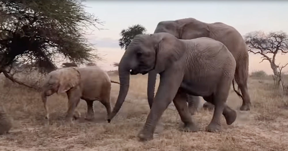 Og1 Enthusiastic Baby Elephant Spends The Day With Adopted New Herd
