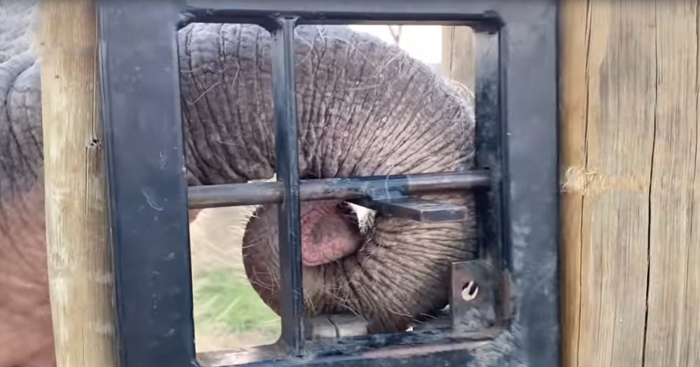 Og1 Impatient Baby Elephant Opens Gate By Herself To Go Visit Adopted Herd