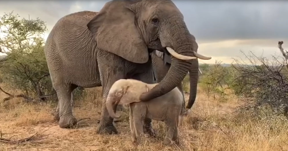 Og1 Orphaned Albino Elephant Takes First Walk With New Family