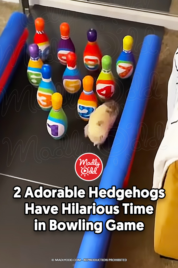 2 Adorable Hedgehogs Have Hilarious Time in Bowling Game