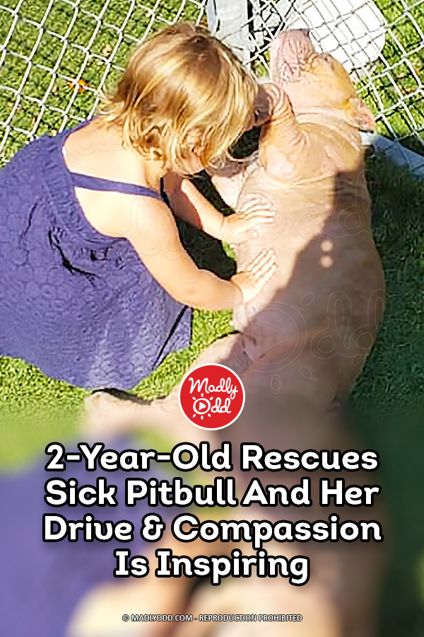 2-Year-Old Rescues Sick Pitbull And Her Drive & Compassion Is Inspiring