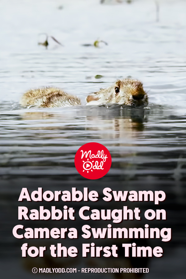 Adorable Swamp Rabbit Caught on Camera Swimming for the First Time