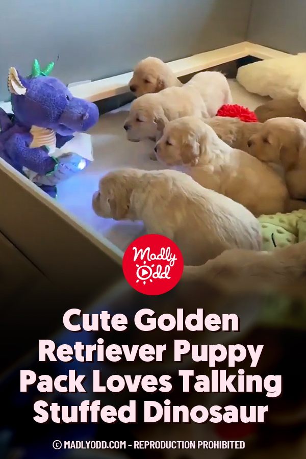 Cute Golden Retriever Puppy Pack Loves Talking Stuffed Dinosaur