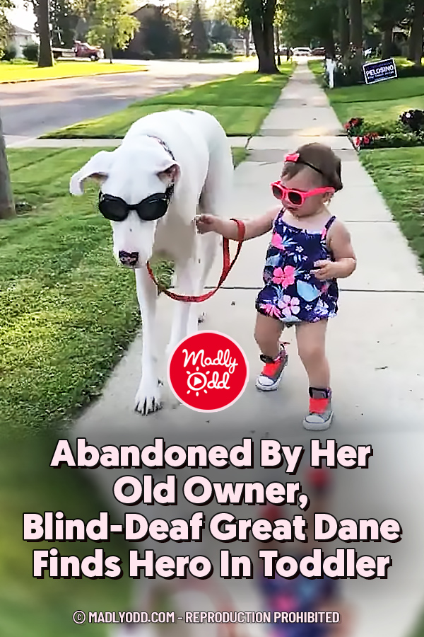 Abandoned By Her Old Owner, Blind-Deaf Great Dane Finds Hero In Toddler