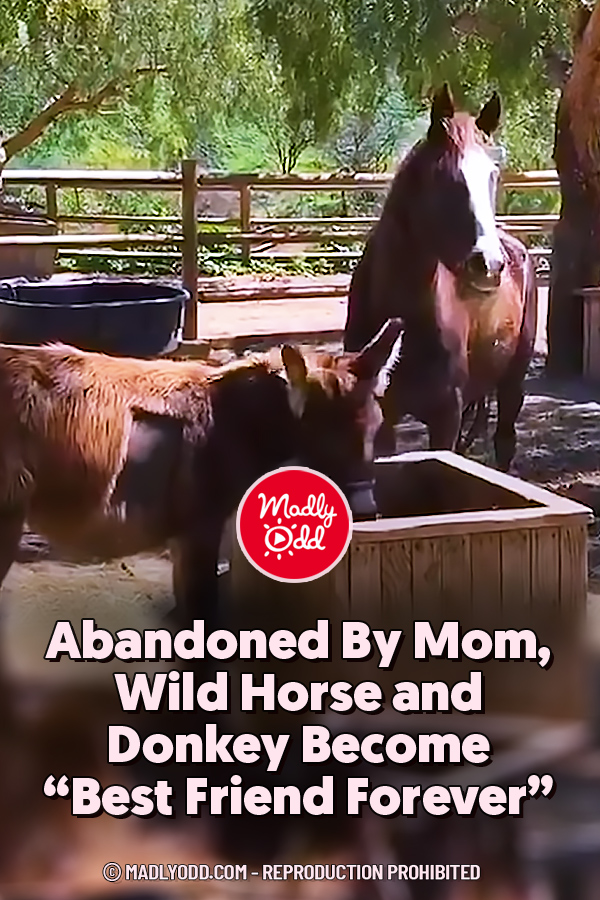 Abandoned By Mom, Wild Horse and Donkey Become “Best Friend Forever”