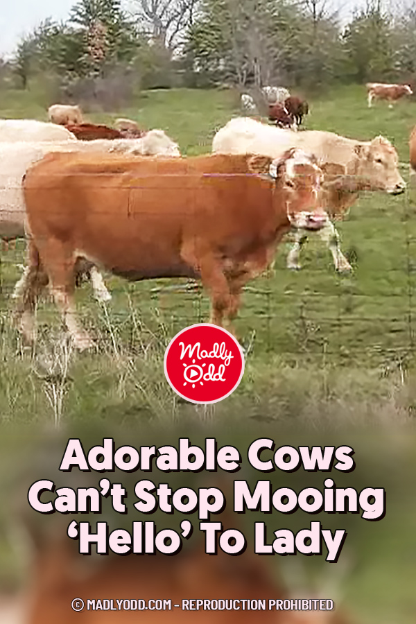 Adorable Cows Can’t Stop Mooing ‘Hello’ To Lady