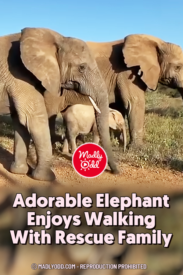 Adorable Elephant Enjoys Walking With Rescue Family