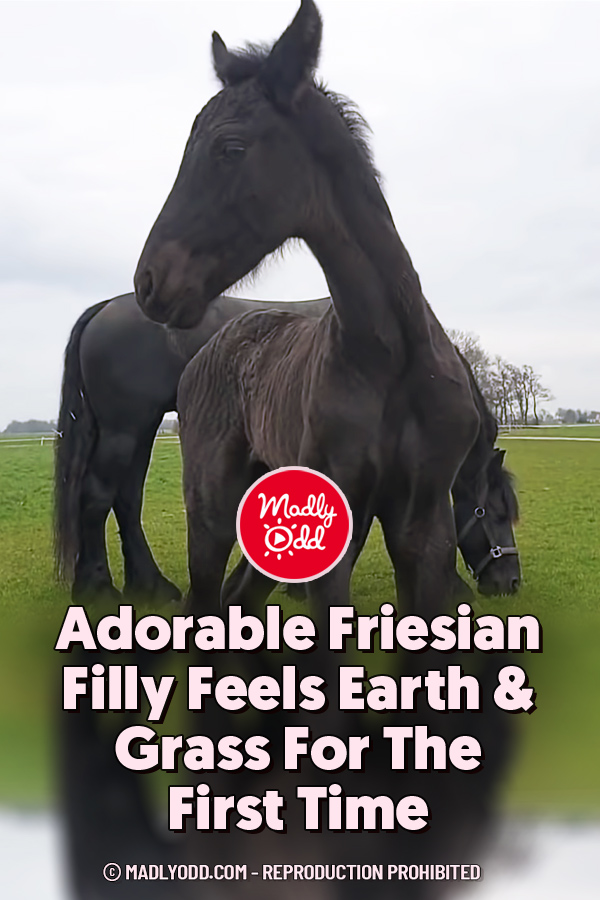 Adorable Friesian Filly Feels Earth & Grass For The First Time