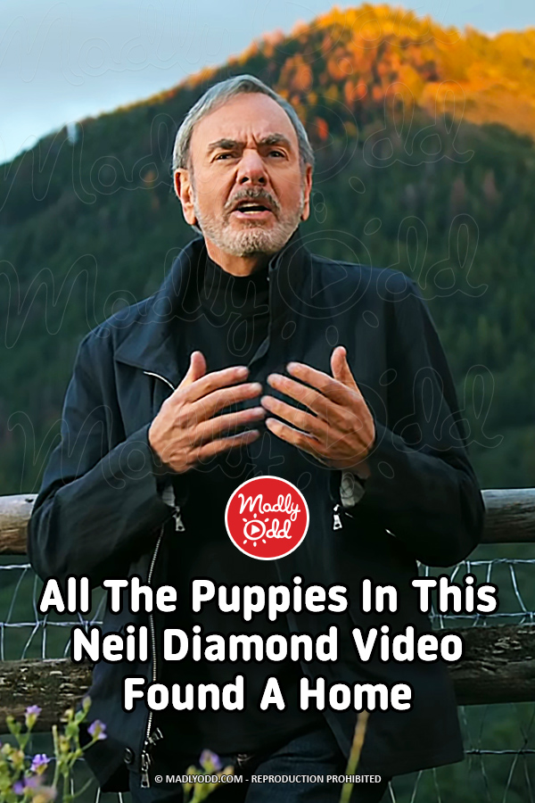 All The Puppies In This Neil Diamond Video Found A Home