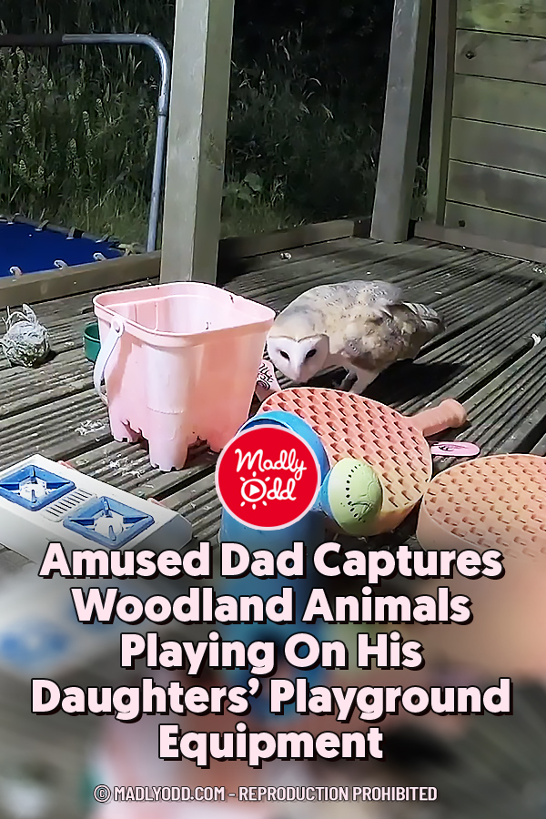 Amused Dad Captures Woodland Animals Playing On His Daughters’ Playground Equipment