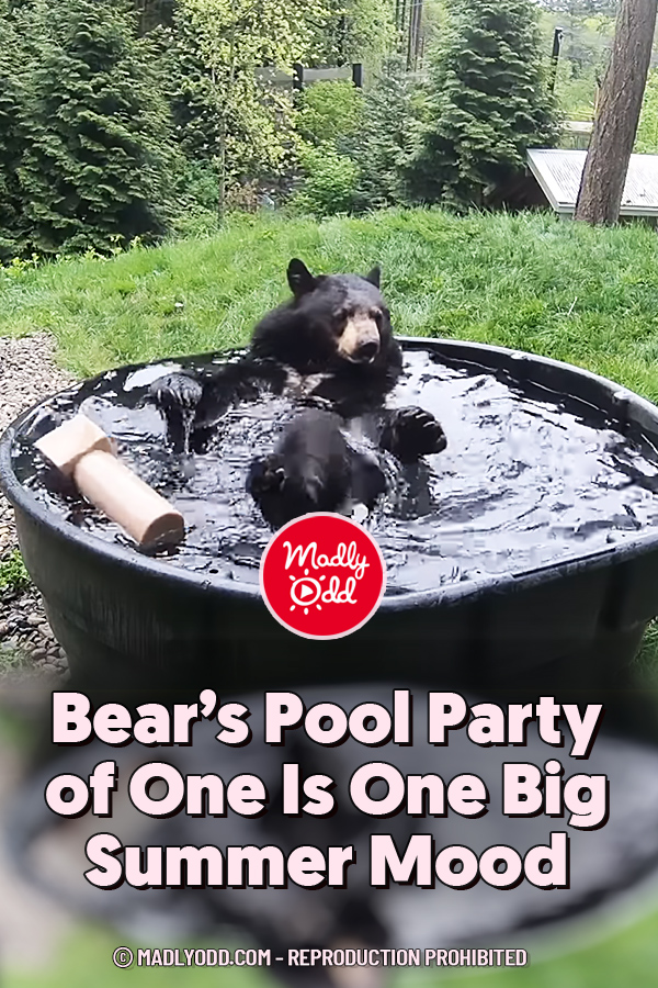 Bear’s Pool Party of One Is One Big Summer Mood