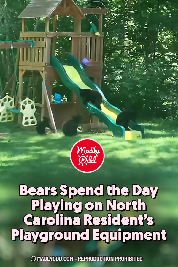 Bears Spend the Day Playing on North Carolina Resident’s Playground Equipment