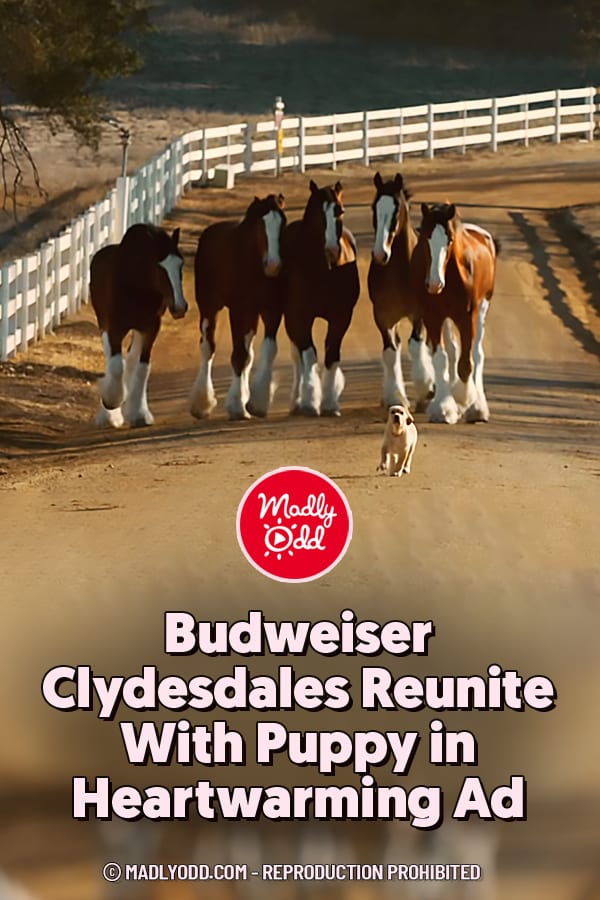 Budweiser Clydesdales Reunite With Puppy in Heartwarming Ad